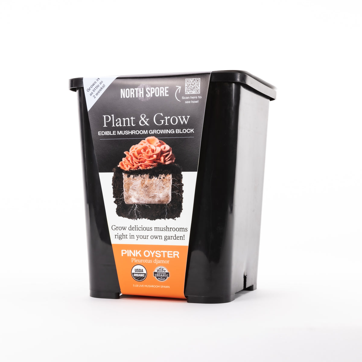 Wholesale | Pink Oyster Retail Plant & Grow Kit - 6 Pack