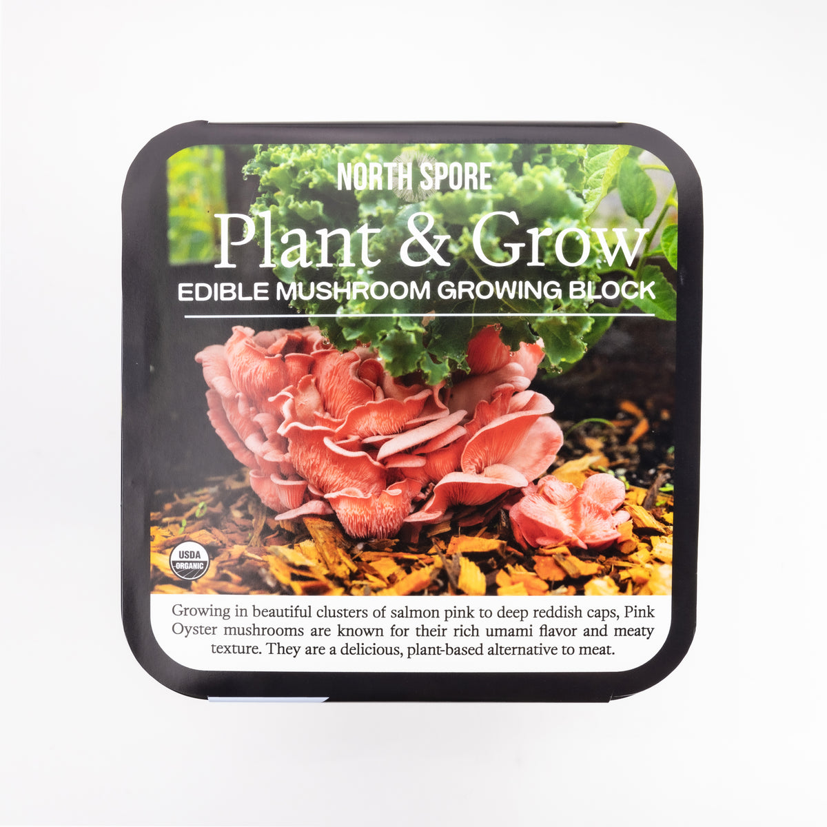 Wholesale | Pink Oyster Retail Plant & Grow Kit - 6 Pack