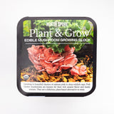 Image thumbnail: Wholesale | Pink Oyster Retail Plant & Grow Kit - 6 Pack
