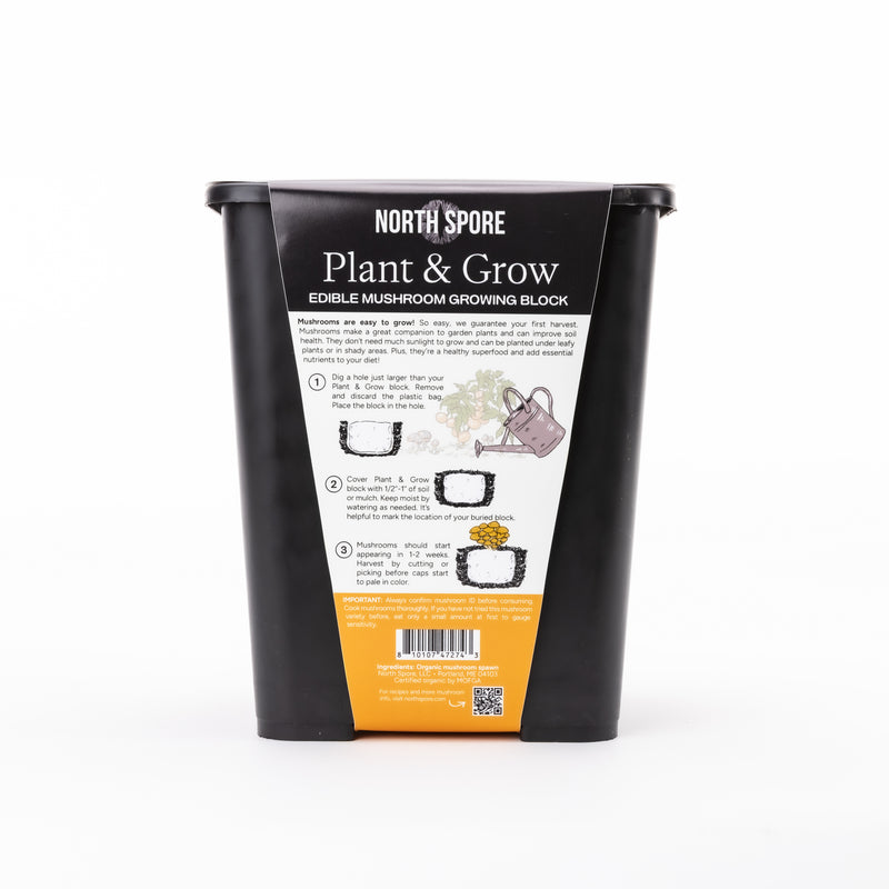 Wholesale | Chestnut Retail Plant & Grow Kit - 6 Pack