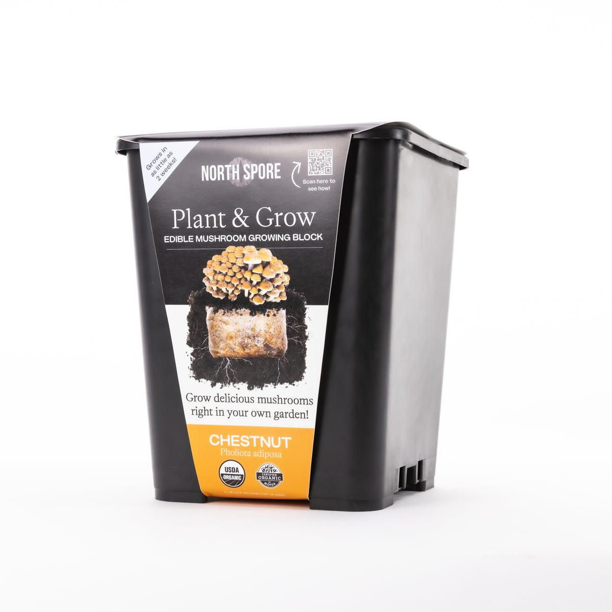 Wholesale | Chestnut Retail Plant & Grow Kit - 6 Pack