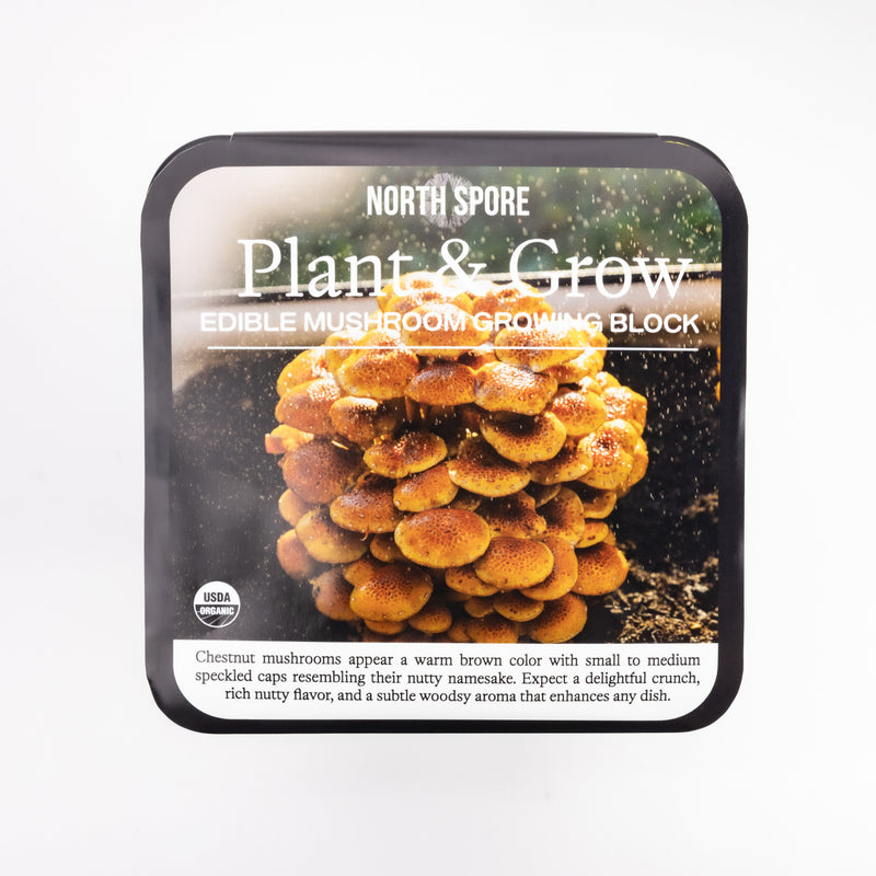 Wholesale | Chestnut Retail Plant & Grow Kit - 6 Pack