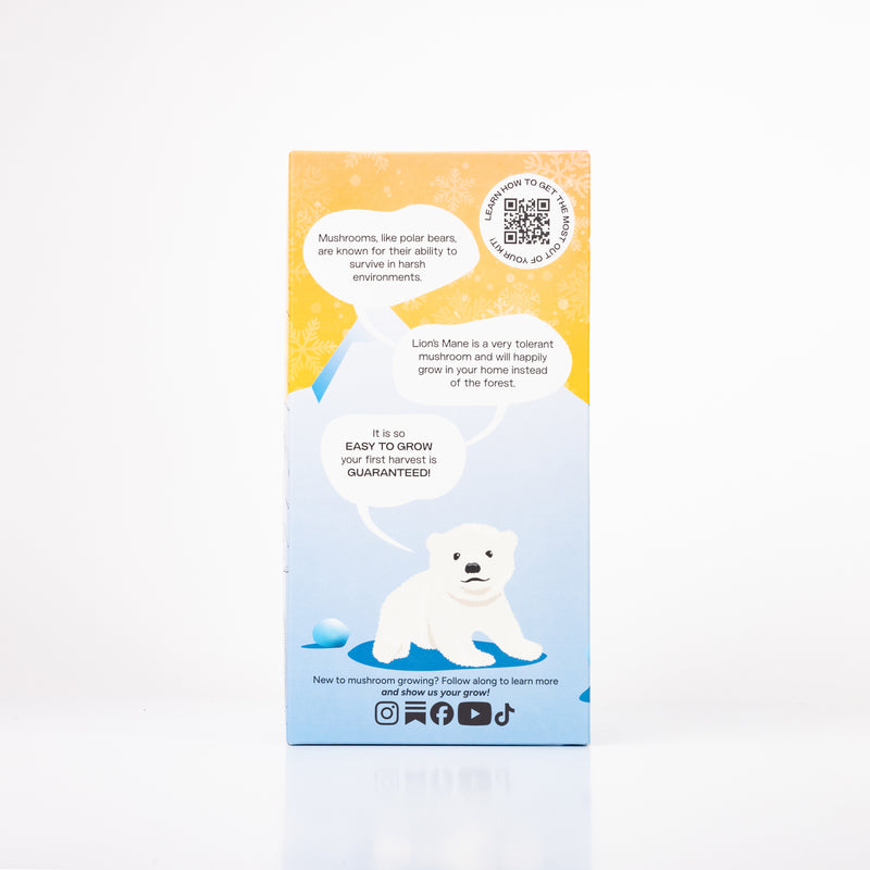 Wholesale | Case Polar Bear Lion's Mane ‘Spray & Grow’ Kits