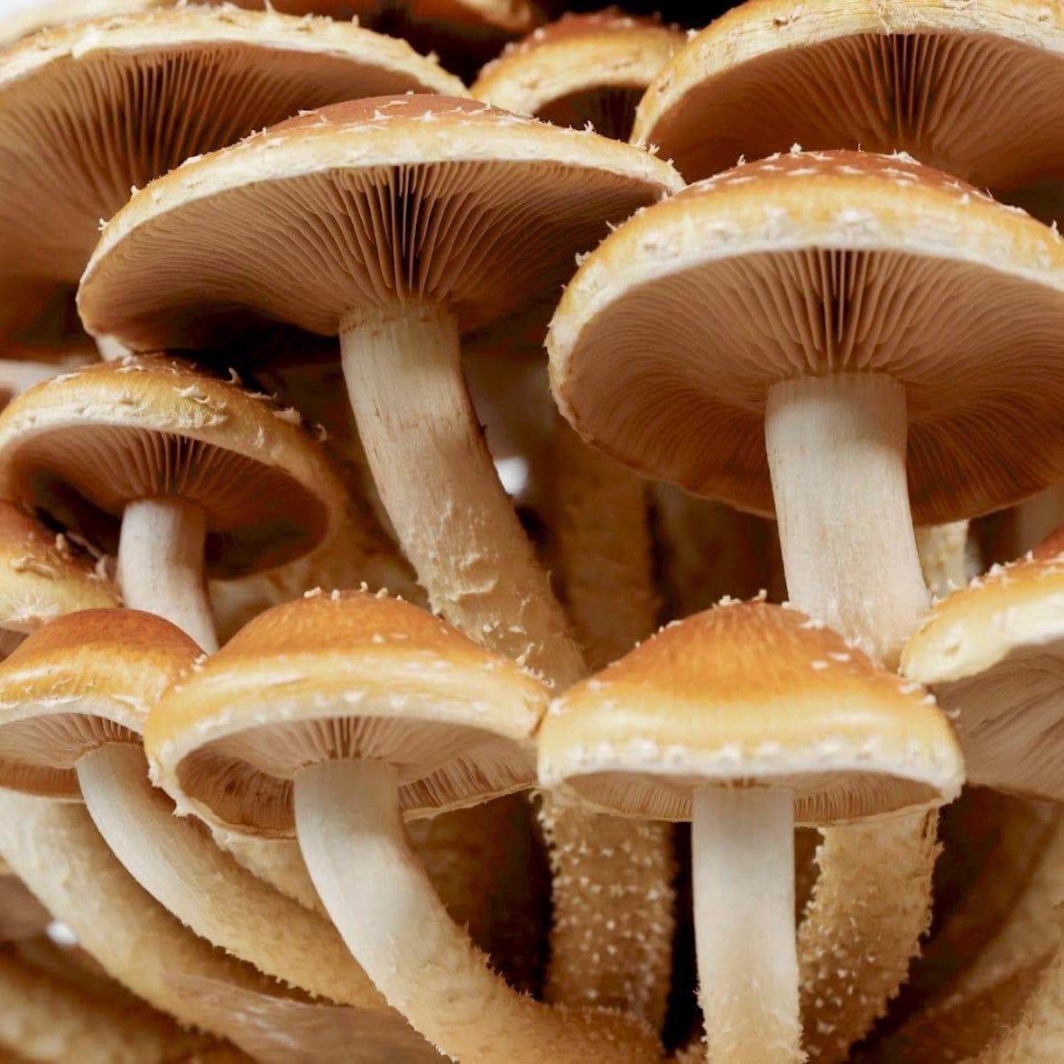 Wholesale | Organic Chestnut Mushroom Liquid Culture Syringe