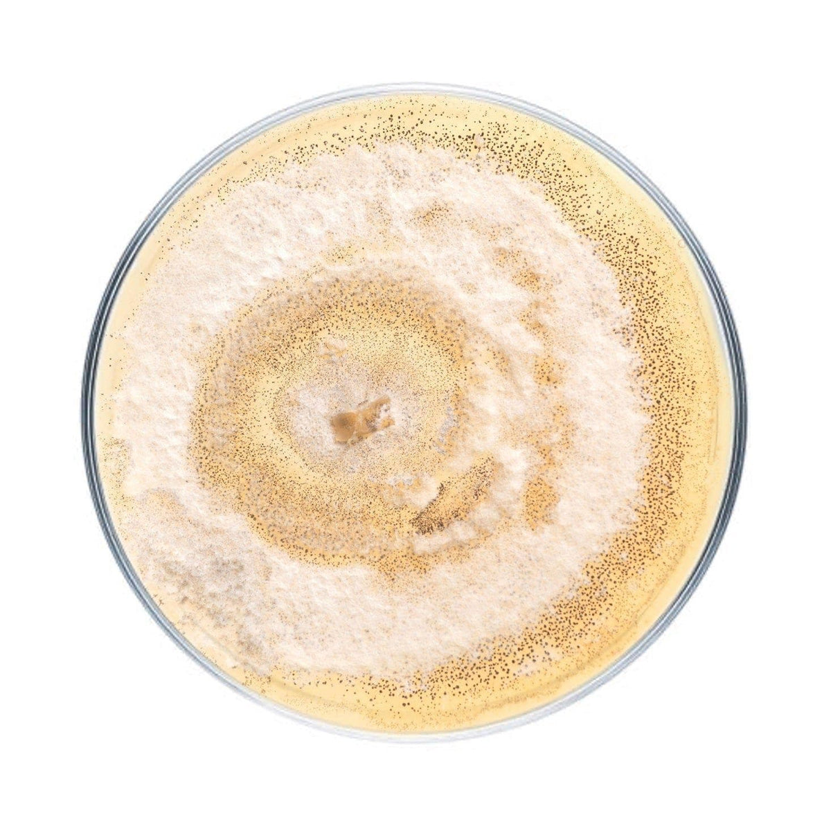 Wholesale | Organic Polyurethane Degrading Liquid Culture Syringe