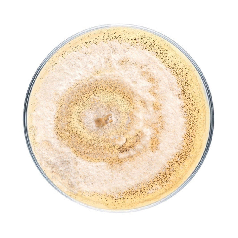 Wholesale | Organic Polyurethane Degrading Liquid Culture Syringe