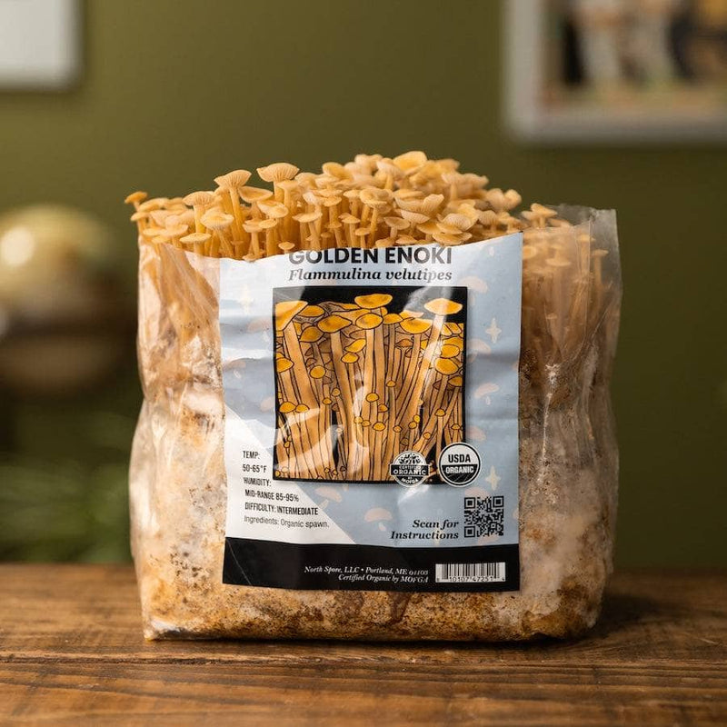 Fruiting Block Organic Golden Enoki Mushroom Grow Kit Fruiting Block