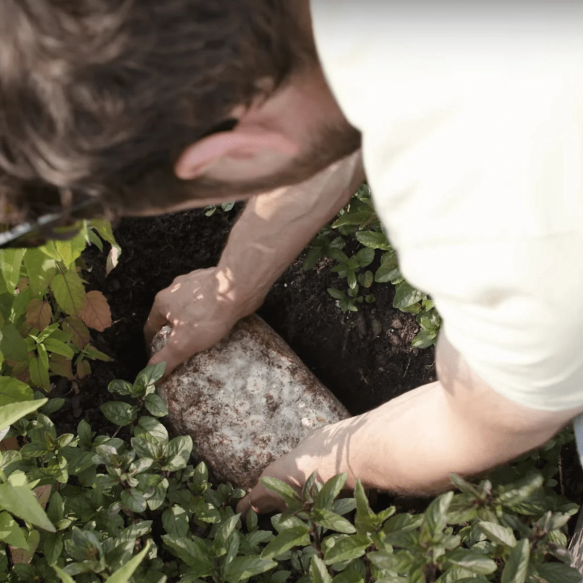 Wholesale | Pink Oyster Retail Plant & Grow Kit - 6 Pack