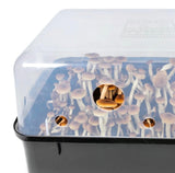 Image thumbnail: Wholesale | 'Boomr Bin' Mushroom Monotub + Filters
