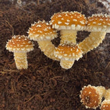 Image thumbnail: Wholesale | 'Boomr Bin' Wood-Loving Monotub Mushroom Grow Kit