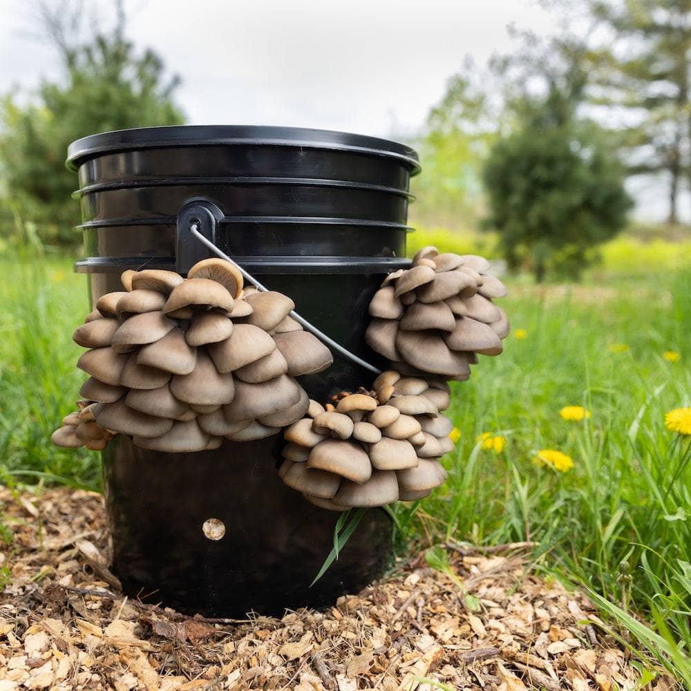 Wholesale | 'MushBucket' Mushroom Bucket Grow Kit
