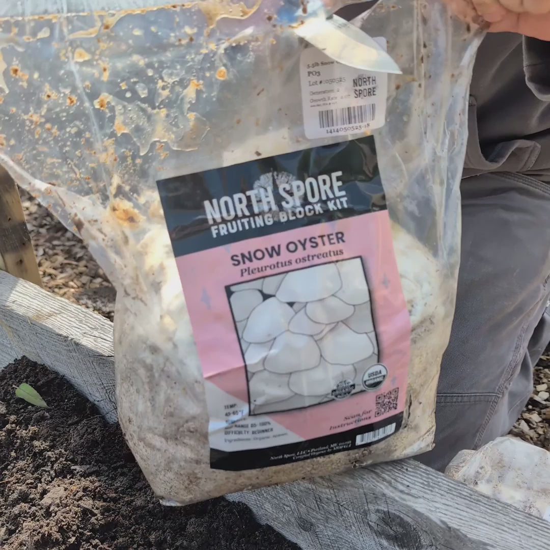 Wholesale | Pink Oyster Retail Plant & Grow Kit - 6 Pack