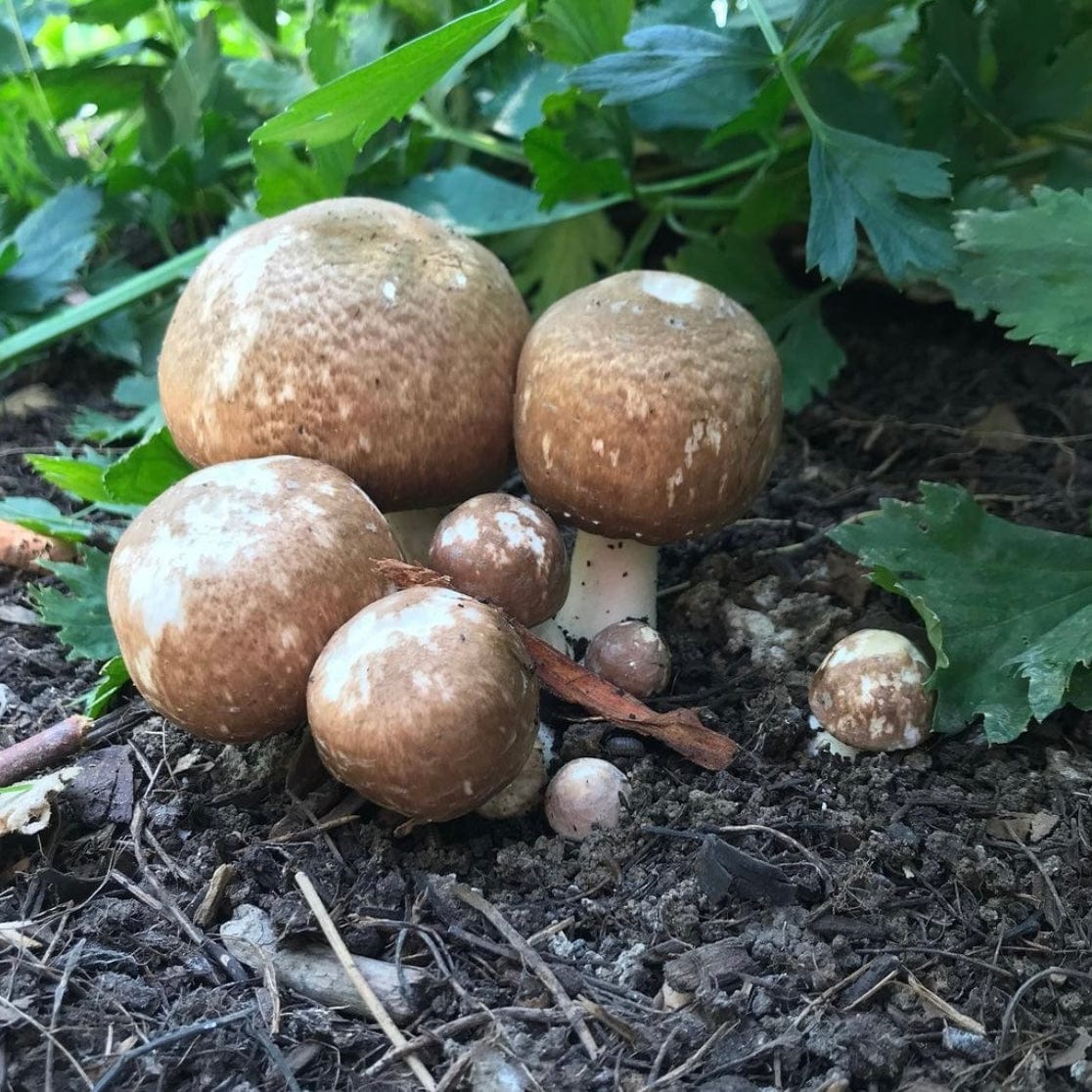 Culture Almond Agaricus Mushroom Liquid Culture Syringe