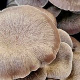 Image thumbnail: Culture Black Pearl King Mushroom Liquid Culture Syringe