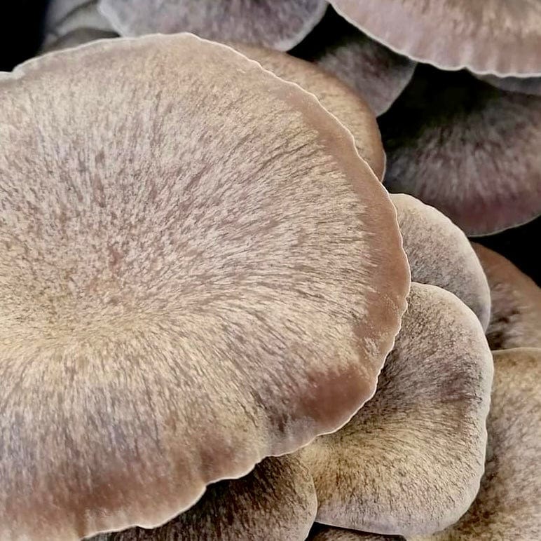 Culture Black Pearl King Mushroom Liquid Culture Syringe