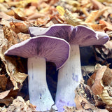 Image thumbnail: Culture Blewit Mushroom Liquid Culture Syringe