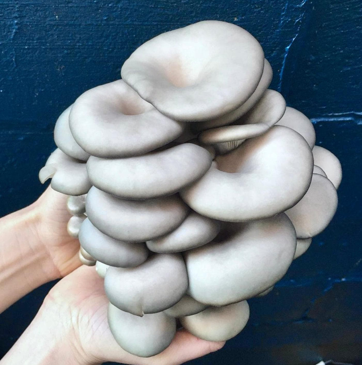 Culture Blue Oyster Mushroom Liquid Culture Syringe