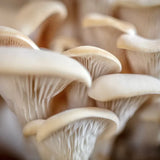 Image thumbnail: Culture Elm Oyster Mushroom Liquid Culture Syringe