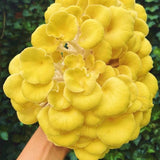 Image thumbnail: Culture Golden Oyster Mushroom Liquid Culture Syringe