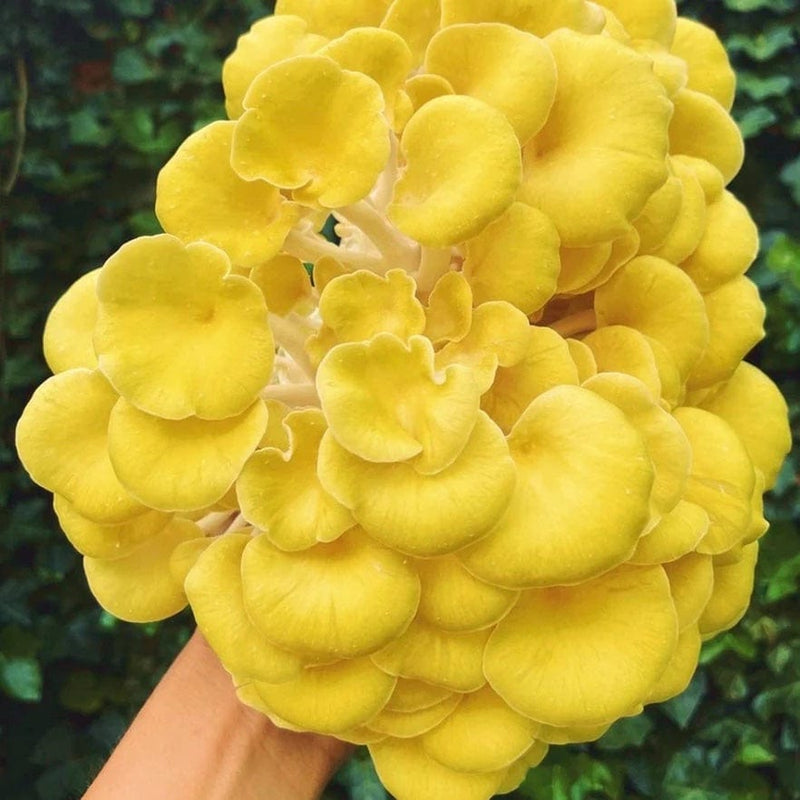 Culture Golden Oyster Mushroom Liquid Culture Syringe