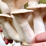 Image thumbnail: Culture King Trumpet Mushroom Liquid Culture Syringe