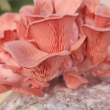 Image thumbnail: Culture Pink Oyster Mushroom Liquid Culture Syringe