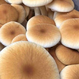 Image thumbnail: Culture Pioppino Mushroom Liquid Culture Syringe