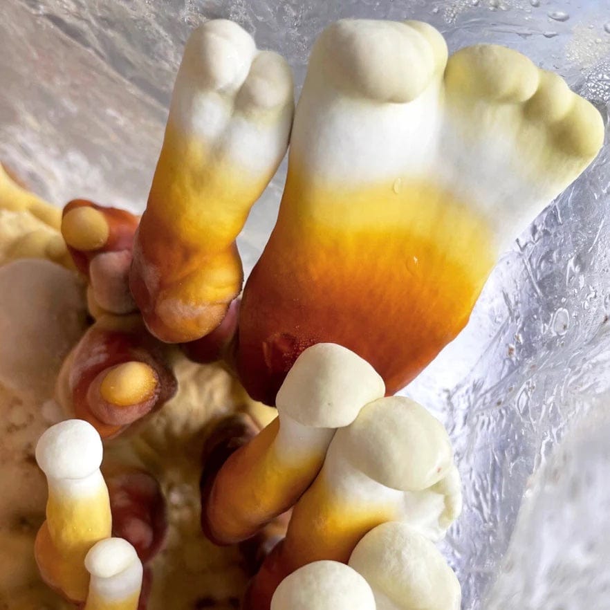 Culture Reishi Mushroom Liquid Culture Syringe