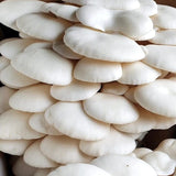 Image thumbnail: Wholesale | Organic Snow Oyster Mushroom Liquid Culture Syringe