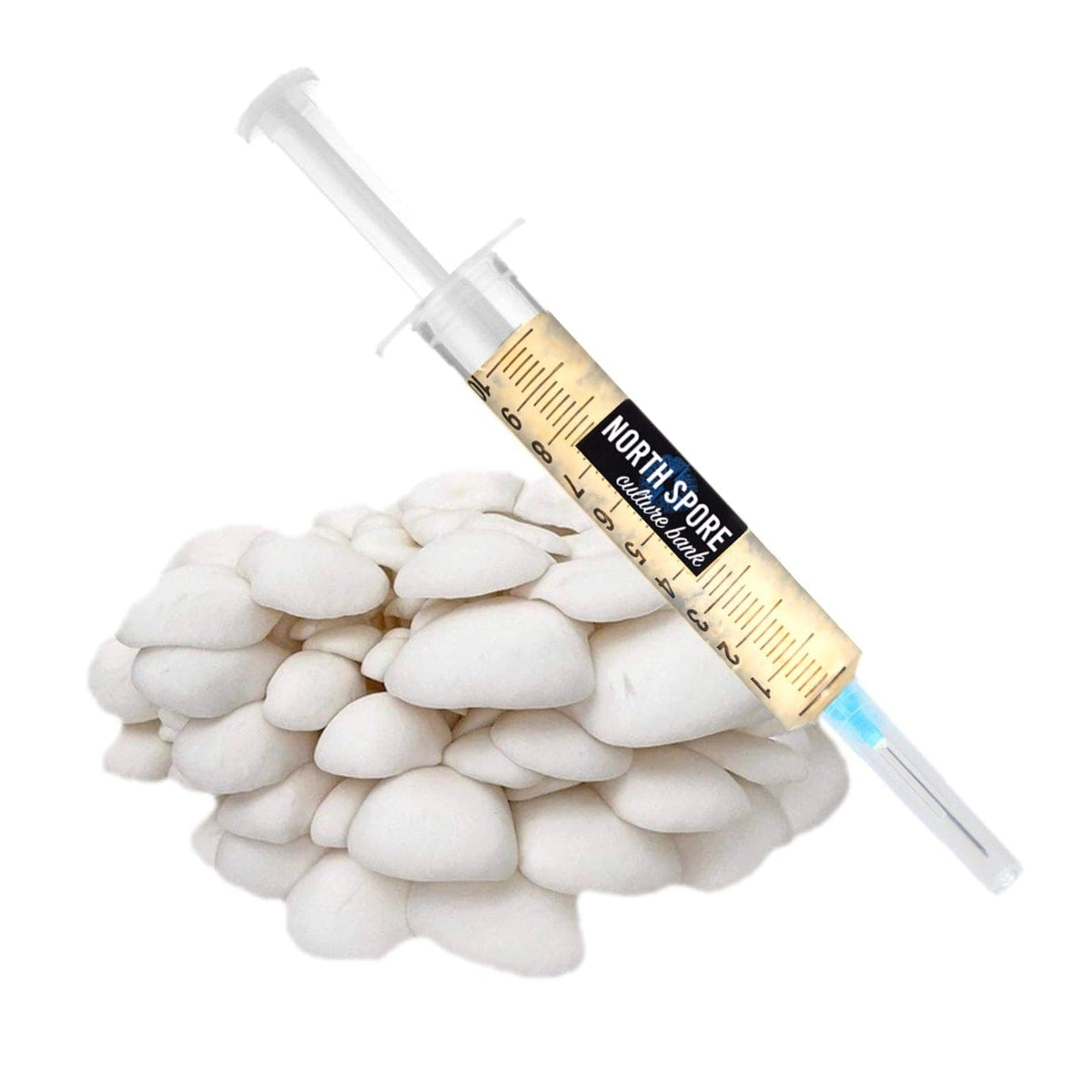Wholesale | Organic Snow Oyster Mushroom Liquid Culture Syringe