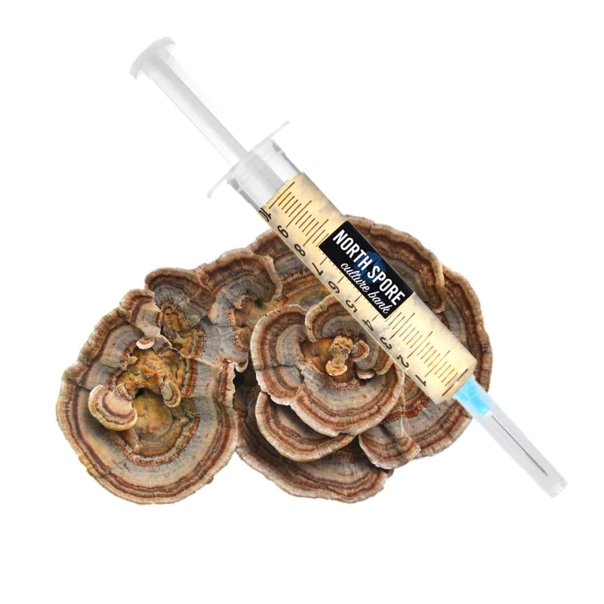 Wholesale | Organic Turkey Tail Liquid Culture Syringe
