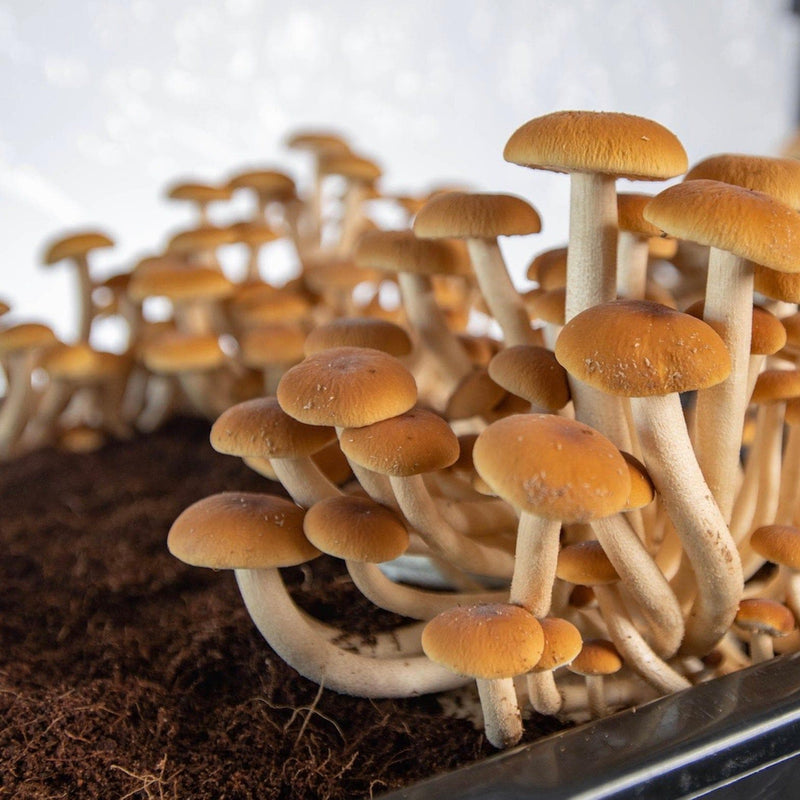 Grow Chambers Wholesale | Boomr Bag Monotub Mushroom Grow Kit