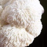 Image thumbnail: Lion's Mane Cultures for Commercial Customers