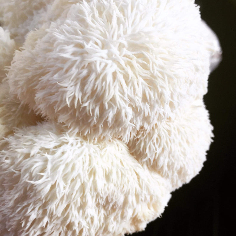 Lion's Mane Cultures for Commercial Customers