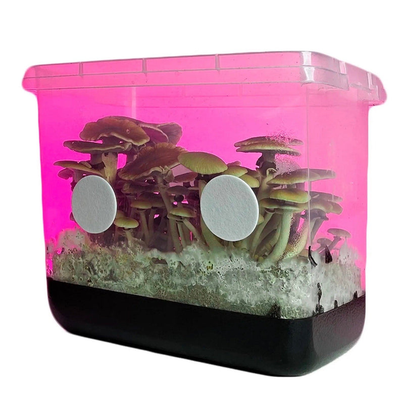 Retail Boomr Bag Sterile Manure Substrate | Wholesale