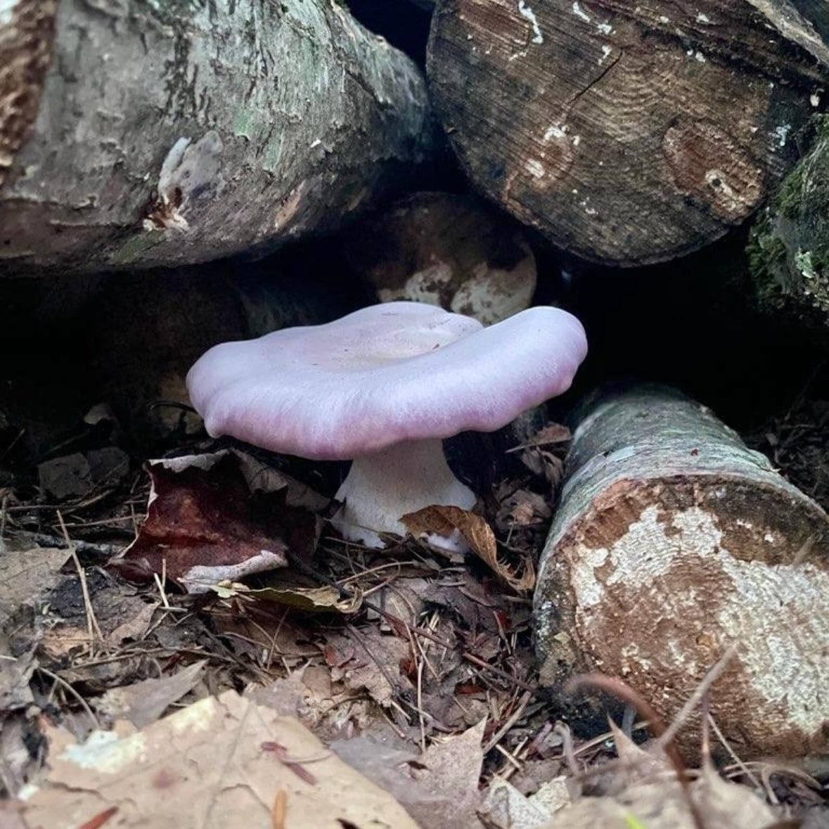 Sawdust Spawn Blewit Mushroom Sawdust Spawn