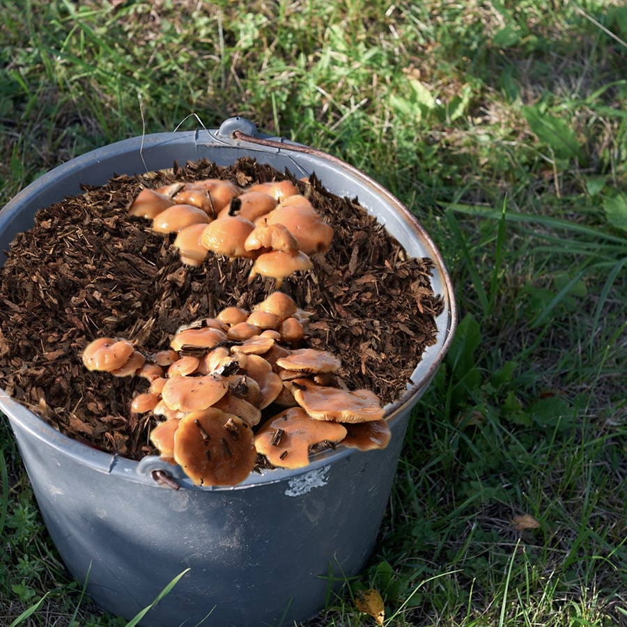 Sawdust Spawn Nameko Mushroom Sawdust Spawn