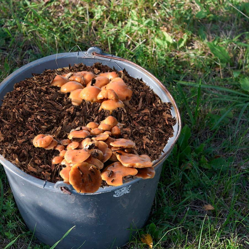 Sawdust Spawn Nameko Mushroom Sawdust Spawn