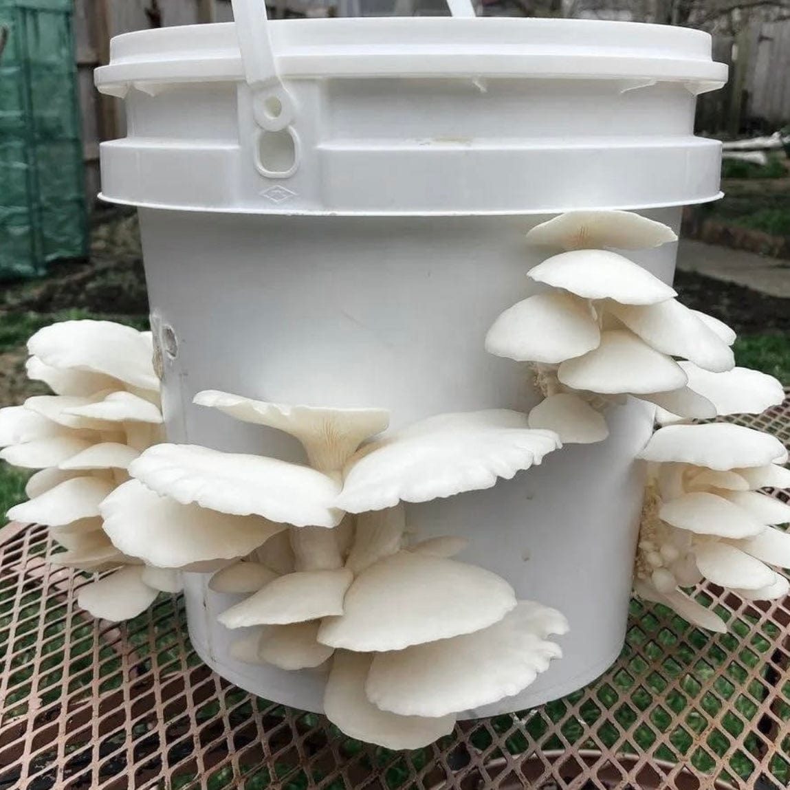 Sawdust Spawn Snow Oyster Mushroom Sawdust Spawn