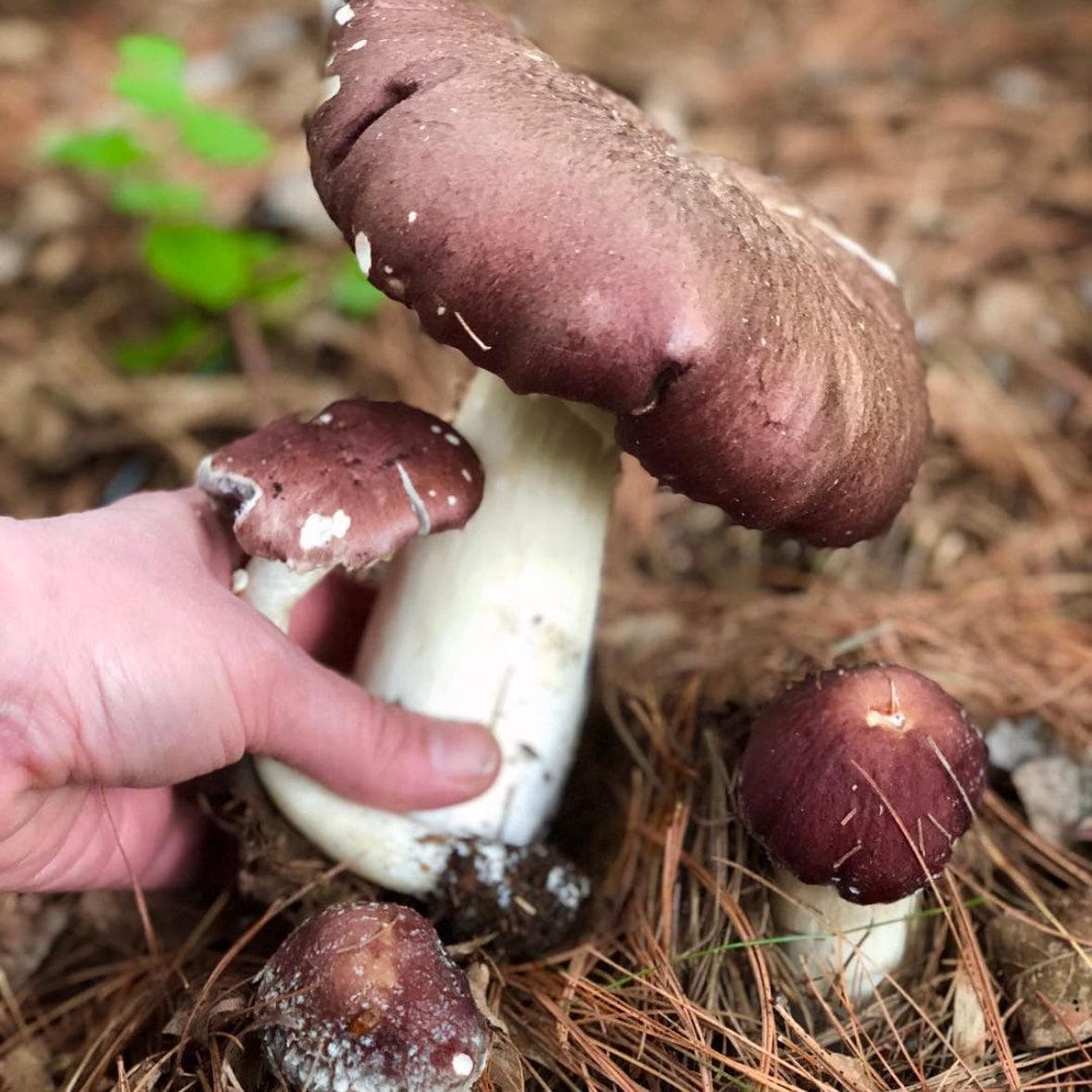 Sawdust Spawn Wine Cap Mushroom Sawdust Spawn