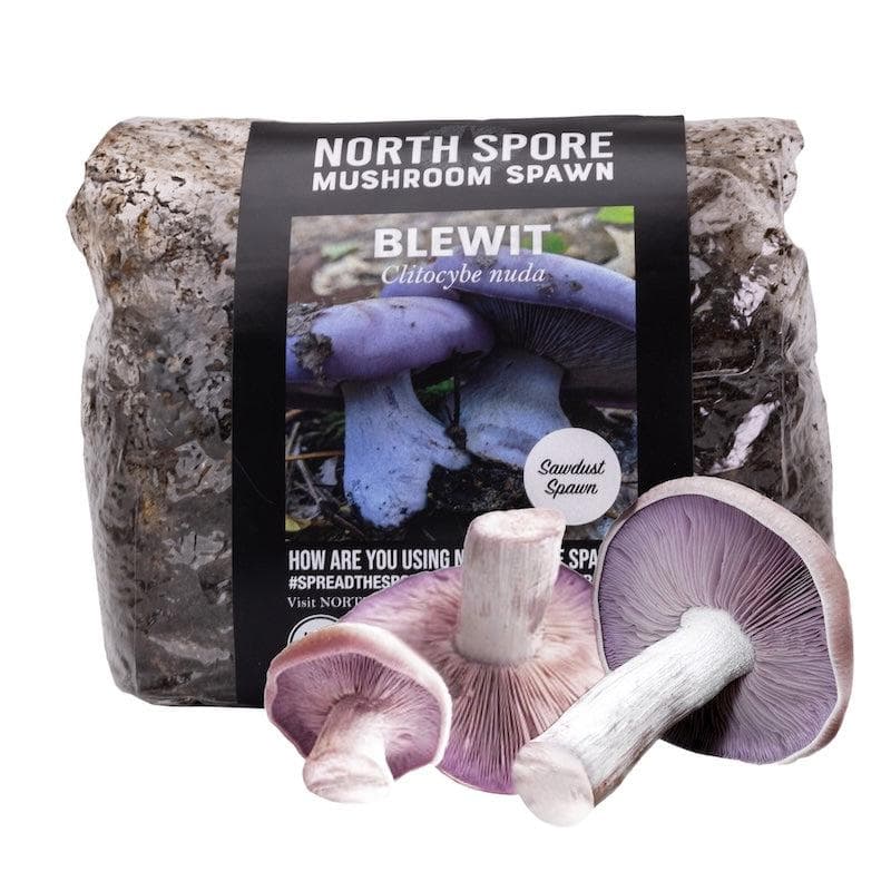 Wholesale | 8pc. Organic Blewit Mushroom Sawdust Spawn