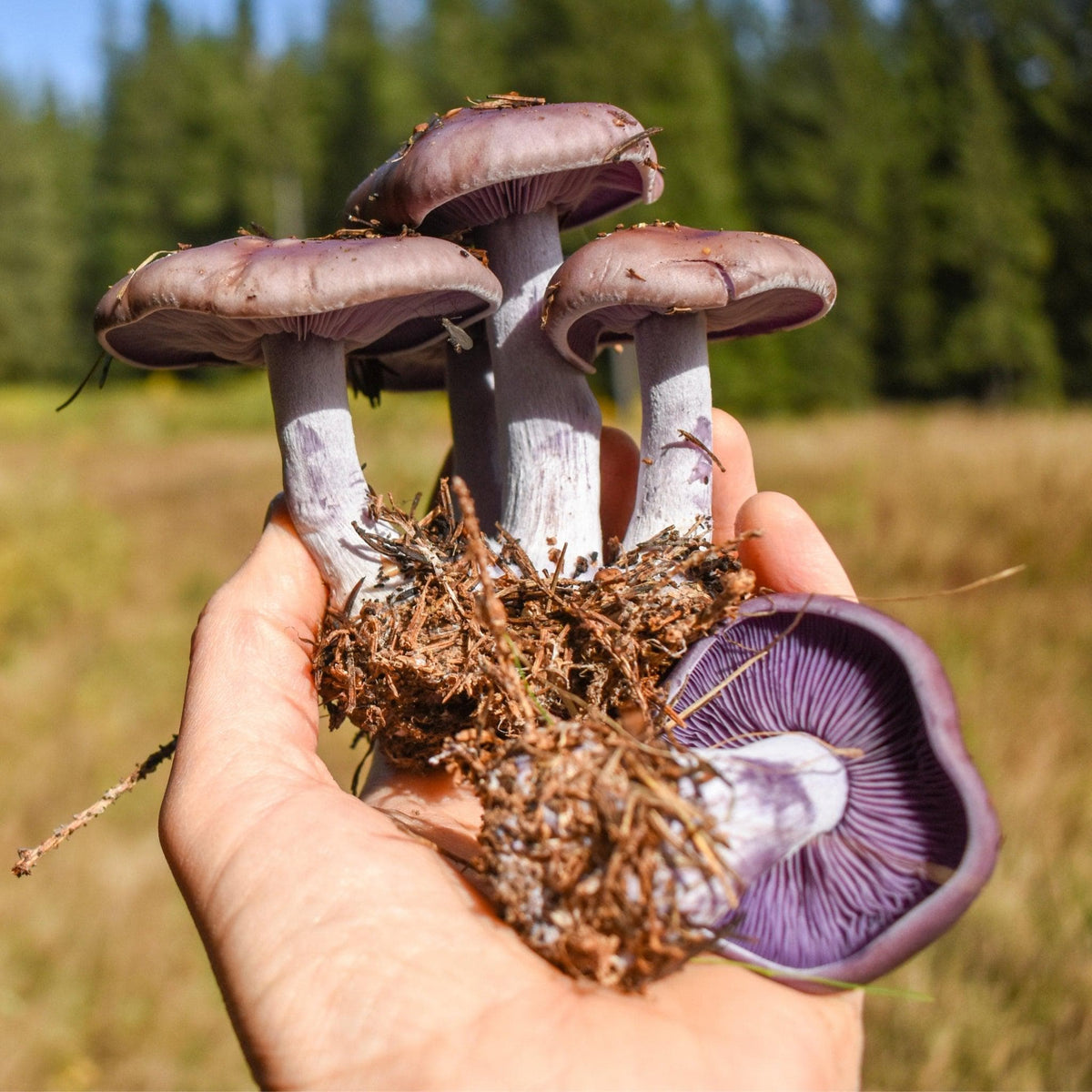 Wholesale | 8pc. Organic Blewit Mushroom Sawdust Spawn