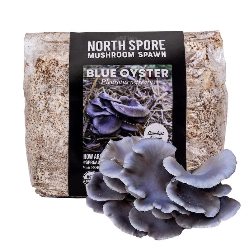 Wholesale | 8pc. Organic Blue Oyster Mushroom Sawdust Spawn