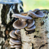 Image thumbnail: Wholesale | 8pc. Organic Blue Oyster Mushroom Sawdust Spawn