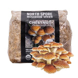 Image thumbnail: Wholesale | 8pc. Organic Chestnut Mushroom Sawdust Spawn