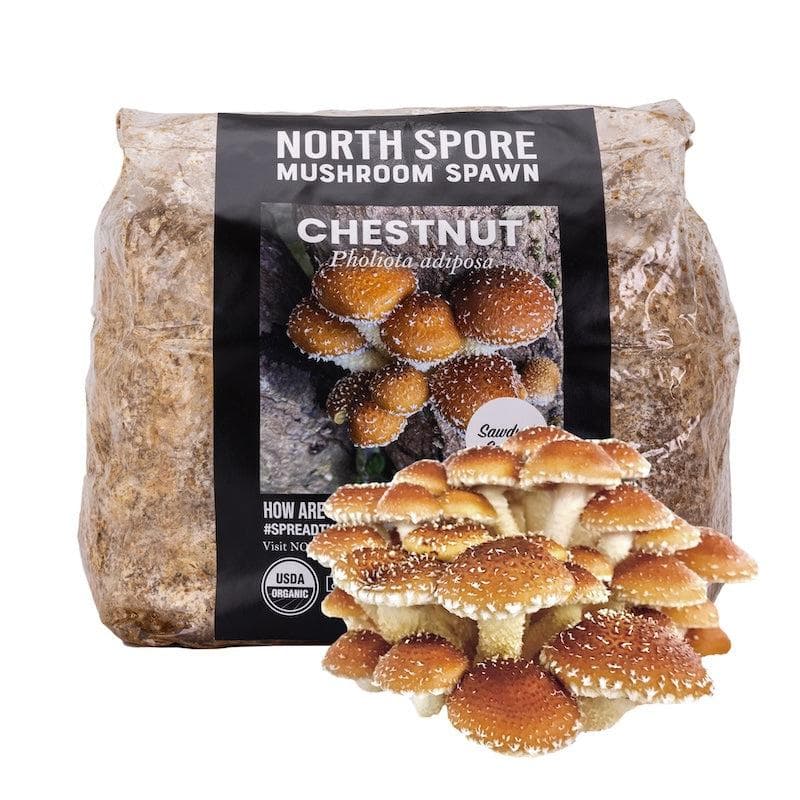Wholesale | 8pc. Organic Chestnut Mushroom Sawdust Spawn