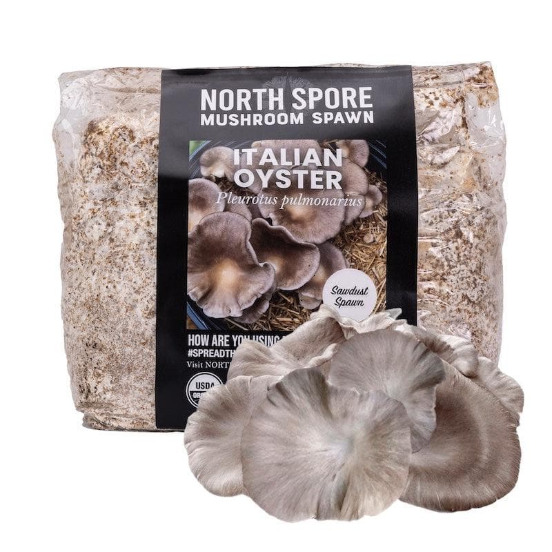 Wholesale | 8pc. Organic Italian Oyster Mushroom Sawdust Spawn
