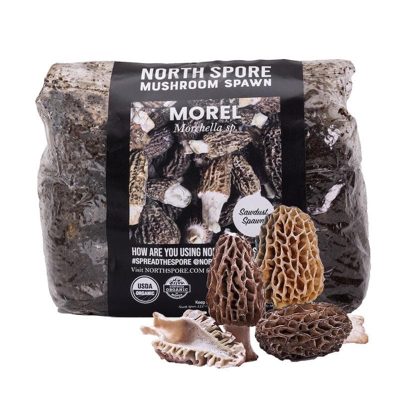 Wholesale | 8pc. Organic Morel Mushroom Sawdust Spawn
