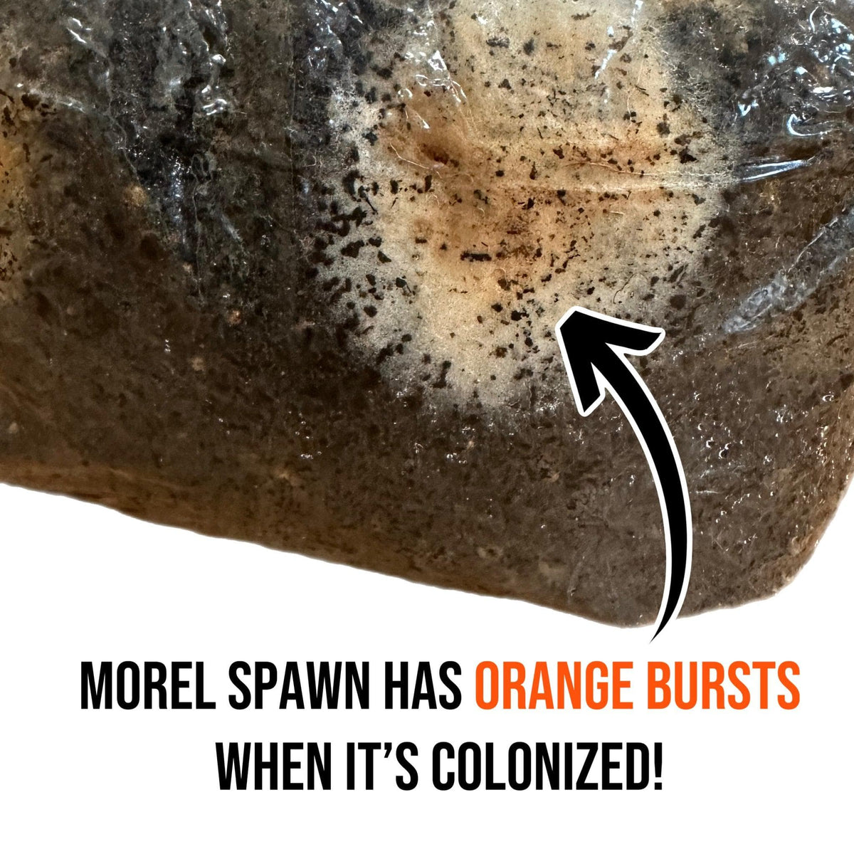 Wholesale | 8pc. Organic Morel Mushroom Sawdust Spawn