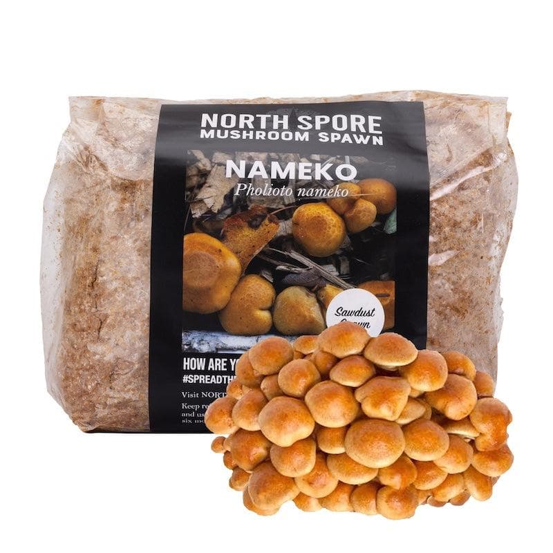 Wholesale | 8pc. Organic Nameko Mushroom Sawdust Spawn